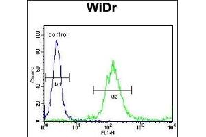 RELA Antibody (N-term) (ABIN1882124 and ABIN2841044) flow cytometric analysis of WiDr cells (right histogram) compared to a negative control cell (left histogram). (NF-kB p65 anticorps  (N-Term))
