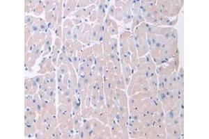 IHC-P analysis of Mouse Tissue, with DAB staining. (BMP10 anticorps  (AA 314-421))