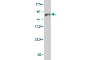 Western Blot detection against Immunogen (66.