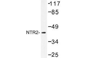 Image no. 1 for anti-Neurotensin Receptor 2 (NTSR2) antibody (ABIN317761) (NTSR2 anticorps)