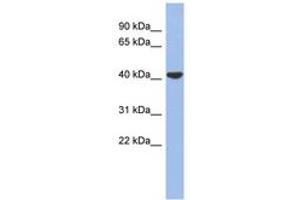 Image no. 1 for anti-Gap Junction Protein, delta 4, 40.1kDa (GJD4) (AA 287-336) antibody (ABIN6742705) (GJD4 anticorps  (AA 287-336))
