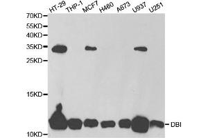 Western Blotting (WB) image for anti-Diazepam Binding Inhibitor (DBI) antibody (ABIN1876558) (Diazepam Binding Inhibitor anticorps)