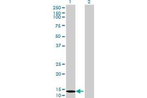 Western Blot analysis of SRP19 expression in transfected 293T cell line by SRP19 MaxPab polyclonal antibody. (SRP19 anticorps  (AA 1-144))