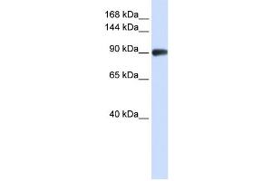 Western Blotting (WB) image for anti-DNA repair and recombination protein RAD54B (RAD54B) antibody (ABIN2458241) (RAD54B anticorps)
