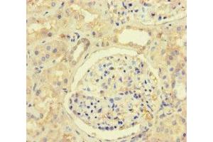 Immunohistochemistry of paraffin-embedded human kidney tissue using ABIN7150201 at dilution of 1:100 (MLH1 anticorps  (AA 350-519))