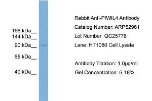 WB Suggested Anti-PIWIL4  Antibody Titration: 0. (PIWIL4 anticorps  (N-Term))