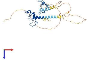 AlphaFold protein structure predicition of Mouse Recombinant Mbnl3 Protein, UniprotID Q8R003