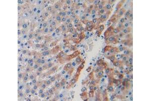 Used in DAB staining on fromalin fixed paraffin- embedded liver tissue