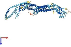 AlphaFold protein structure predicition of Mouse Recombinant Cog7 Protein, UniprotID Q3UM29