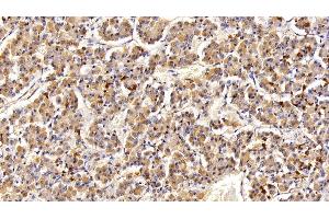 Detection of PRL in Porcine Pituitary Tissue using Polyclonal Antibody to Prolactin (PRL) (Prolactin anticorps  (AA 30-226))