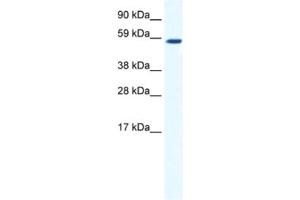 Western Blotting (WB) image for anti-TATA Box Binding Protein (TBP)-Associated Factor, RNA Polymerase I, B, 63kDa (TAF1B) antibody (ABIN2461499) (TAF1B anticorps)