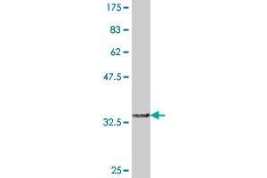 Western Blot detection against Immunogen (36.