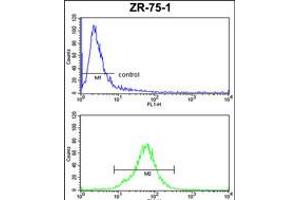 Flow cytometric analysis of ZR-75-1 cells (bottom histogram) compared to a negative control cell (top histogram). (COQ3 anticorps  (AA 172-201))