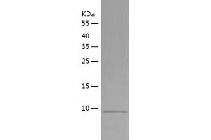 Western Blotting (WB) image for Myeloid/lymphoid Or Mixed-Lineage Leukemia (Trithorax Homolog), Translocated To, 11 (MLLT11) (AA 2-90) protein (His-IF2DI Tag) (ABIN7124041)