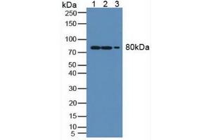 Figure. (MX1 anticorps  (AA 80-342))