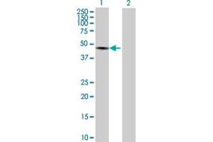 Western Blot analysis of TRIM60 expression in transfected 293T cell line by TRIM60 MaxPab polyclonal antibody. (TRIM60 anticorps  (AA 1-471))