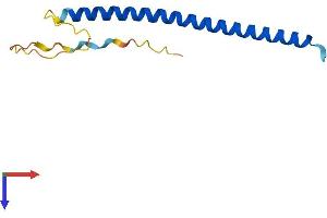 AlphaFold protein structure predicition of Human Recombinant C4orf46 Protein, UniprotID Q504U0