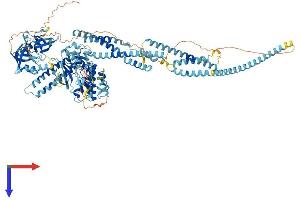 AlphaFold protein structure predicition of Human Recombinant STK31 Protein, UniprotID Q9BXU1