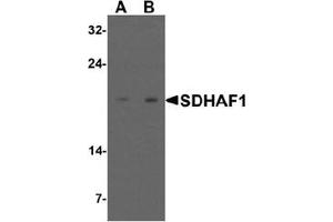 Western blot analysis of SDHAF1 in 3T3 cell lysate with SDHAF1 antibody at (A) 1 and (B) 2 ug/mL. (SDHAF1 anticorps  (C-Term))