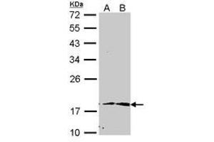 Image no. 1 for anti-Peptidylprolyl Cis/trans Isomerase, NIMA-Interacting 1 (PIN1) (AA 1-133) antibody (ABIN467591) (PIN1 anticorps  (AA 1-133))