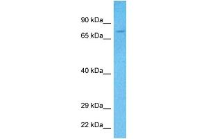 Host:  Rabbit  Target Name:  KIF22  Sample Tissue:  Human 293T Whole Cell  Antibody Dilution:  1ug/ml (KIF22 anticorps  (N-Term))