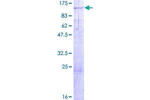 Image no. 1 for Kinesin Family Member 3C (KIF3C) (AA 1-793) protein (GST tag) (ABIN1308679)