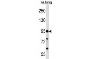 Western Blotting (WB) image for anti-FCH Domain Only 2 (FCHO2) antibody (ABIN2999884) (FCHO2 anticorps)