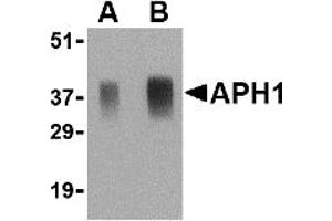 Western Blotting (WB) image for anti-Anterior Pharynx Defective 1 Homolog A (C. Elegans) (APH1A) (Middle Region) antibody (ABIN1030864)
