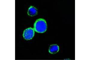 Confocal immunofluorescence analysis of PC12 cells using REG1A mouse mAb (green). (REG1A anticorps)