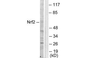 Western Blotting (WB) image for anti-Nuclear Factor (erythroid-Derived 2)-Like 2 (NFE2L2) (C-Term) antibody (ABIN1848701) (NRF2 anticorps  (C-Term))