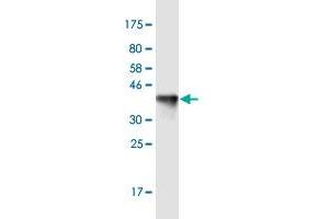 Western Blot detection against Immunogen (36. (KIF13B anticorps  (AA 1-100))