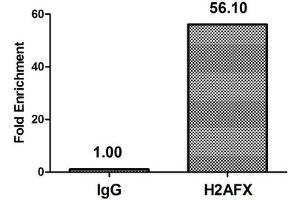 Chromatin Immunoprecipitation Hela (4*10 6 ) were treated with Micrococcal Nuclease, sonicated, and immunoprecipitated with 5 μg anti-H2AFX (ABIN7139615) or a control normal rabbit IgG. (H2AFX anticorps  (pSer139))