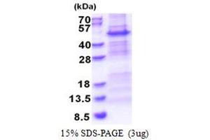SDS-PAGE (SDS) image for NADH Dehydrogenase (Ubiquinone) Fe-S Protein 2, 49kDa (NADH-Coenzyme Q Reductase) (NDUFS2) (AA 77-463) protein (His tag) (ABIN6387345)