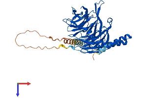 AlphaFold protein structure predicition of Human Recombinant TBL2 Protein, UniprotID Q9Y4P3
