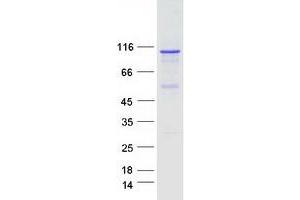 Validation with Western Blot