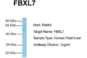 Host:  Rabbit  Target Name:  FBXL7  Sample Tissue:  Human Fetal Liver  Antibody Dilution:  1. (FBXL7 anticorps  (N-Term))