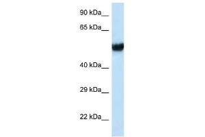 Western Blot showing IFT74 antibody used at a concentration of 1 ug/ml against MCF7 Cell Lysate (IFT74 anticorps  (C-Term))