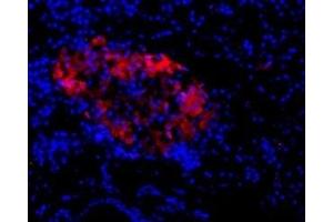 Expression of NMDAR2C in rat pancreas - Immunohistochemical staining rat pancreas paraffin-embedded sections using Anti-NMDAR2C (GRIN2C) (extracellular) Antibody (ABIN7043244, ABIN7044348 and ABIN7044349), (1:100) followed by goat-anti-rabbit-AlexaFluor-594 (red) secondary antibody.