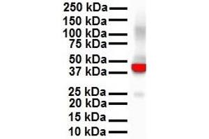 WB Suggested Anti-KRT18 antibody Titration: 1 ug/mL Sample Type: Human Hela
