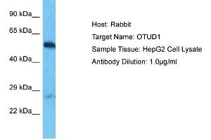 Host: Rabbit Target Name: OTUD1 Sample Type: HepG2 Whole Cell lysates Antibody Dilution: 1. (OTUD1 anticorps  (C-Term))