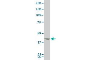 PBK monoclonal antibody (M03), clone 2D6.