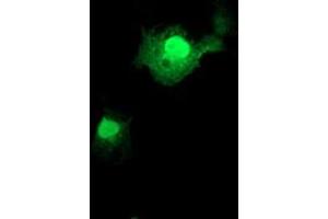 Anti-FXN mouse monoclonal antibody (ABIN2455598) immunofluorescent staining of COS7 cells transiently transfected by pCMV6-ENTRY FXN (RC204880). (Frataxin anticorps)