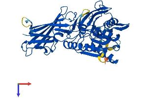 AlphaFold protein structure predicition of Mouse Recombinant Baat Protein, UniprotID Q91X34