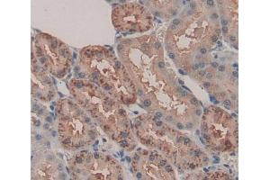 Used in DAB staining on fromalin fixed paraffin- embedded kidney tissue (ACP6 anticorps  (AA 33-413))