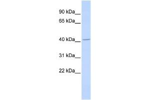 WB Suggested Anti-ALX4 Antibody Titration: 0. (ALX4 anticorps  (Middle Region))