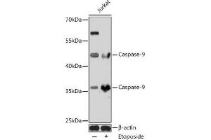 Western blot analysis of extracts of Jurkat cells using Caspase-9 Polyclonal Antibody at dilution of 1:1000. (Caspase 9 anticorps)