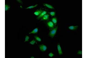 Immunofluorescence staining of Hela cells with ABIN7166237 at 1:66, counter-stained with DAPI.