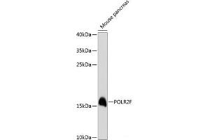 Western blot analysis of extracts of Mouse pancreas using POLR2F Polyclonal Antibody at dilution of 1:3000.