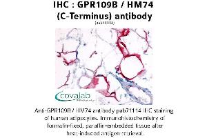 Image no. 1 for anti-Hydroxycarboxylic Acid Receptor 3 (HCAR3) (C-Term) antibody (ABIN1734900) (GPR109B anticorps  (C-Term))