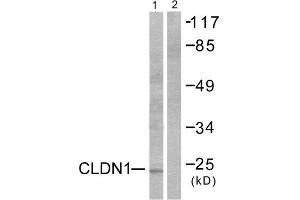 Western Blotting (WB) image for anti-Claudin 1 (CLDN1) (C-Term) antibody (ABIN1848455) (Claudin 1 anticorps  (C-Term))